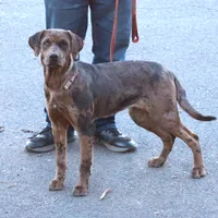 Ivy, a female Catahoula Leopard Dog and Golden Retriever for sale in New Brunswick, NJ – Photo 2 of 10