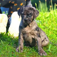 Ivy, a female Catahoula Leopard Dog and Golden Retriever for sale in New Brunswick, NJ – Photo 10 of 10