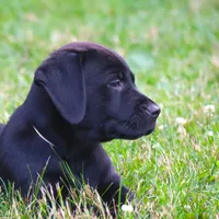 Kodak, a male Catahoula Leopard Dog and Golden Retriever for sale in New Brunswick, NJ – Photo 10 of 10
