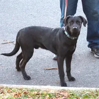Kodak, a male Catahoula Leopard Dog and Golden Retriever for sale in New Brunswick, NJ – Photo 2 of 10