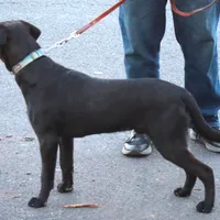 Kodak, a male Catahoula Leopard Dog and Golden Retriever for sale in New Brunswick, NJ – Photo 3 of 10