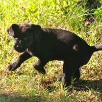 Kodak, a male Catahoula Leopard Dog and Golden Retriever for sale in New Brunswick, NJ – Photo 9 of 10