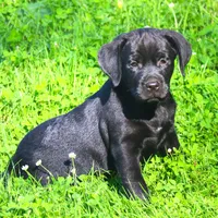 Kodak, a male Catahoula Leopard Dog and Golden Retriever for sale in New Brunswick, NJ – Photo 4 of 10