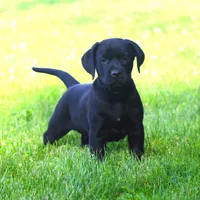 Kodak, a male Catahoula Leopard Dog and Golden Retriever for sale in New Brunswick, NJ – Photo 8 of 10