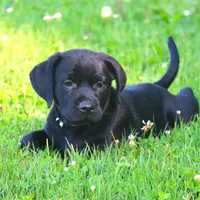 Kodak, a male Catahoula Leopard Dog and Golden Retriever for sale in New Brunswick, NJ – Photo 5 of 10