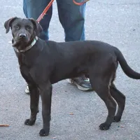 Kodak, a male Catahoula Leopard Dog and Golden Retriever for sale in New Brunswick, NJ – Photo 1 of 10