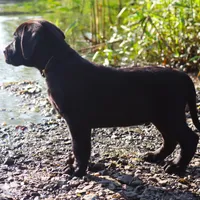 Kodak, a male Catahoula Leopard Dog and Golden Retriever for sale in New Brunswick, NJ – Photo 7 of 10