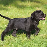 Kodak, a male Catahoula Leopard Dog and Golden Retriever for sale in New Brunswick, NJ – Photo 6 of 10
