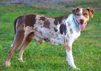 Julie, a female Catahoula Leopard Dog for sale in New Brunswick, NJ – Photo 4 of 9