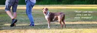 Julie, a female Catahoula Leopard Dog for sale in New Brunswick, NJ – Photo 8 of 9