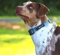 Julie, a female Catahoula Leopard Dog for sale in New Brunswick, NJ – Photo 6 of 9