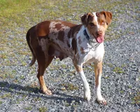 Julie, a female Catahoula Leopard Dog for sale in New Brunswick, NJ – Photo 5 of 9