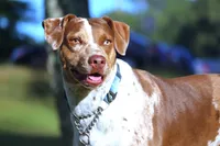 Julie, a female Catahoula Leopard Dog for sale in New Brunswick, NJ – Photo 2 of 9