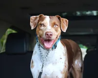 Julie, a female Catahoula Leopard Dog for sale in New Brunswick, NJ – Photo 7 of 9