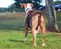 Julie, a female Catahoula Leopard Dog for sale in New Brunswick, NJ – Photo 9 of 9