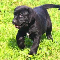 Cuervo, a male Catahoula Leopard Dog and Golden Retriever for sale in New Brunswick, NJ – Photo 9 of 10
