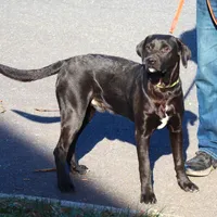 Cuervo, a male Catahoula Leopard Dog and Golden Retriever for sale in New Brunswick, NJ – Photo 2 of 10