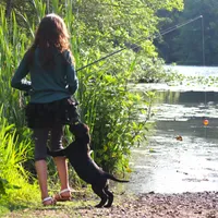 Cuervo, a male Catahoula Leopard Dog and Golden Retriever for sale in New Brunswick, NJ – Photo 5 of 10