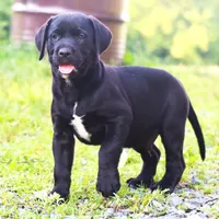 Cuervo, a male Catahoula Leopard Dog and Golden Retriever for sale in New Brunswick, NJ – Photo 4 of 10