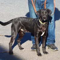 Cuervo, a male Catahoula Leopard Dog and Golden Retriever for sale in New Brunswick, NJ – Photo 1 of 10