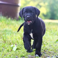 Cuervo, a male Catahoula Leopard Dog and Golden Retriever for sale in New Brunswick, NJ – Photo 8 of 10