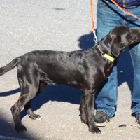 Cuervo, a male Catahoula Leopard Dog and Golden Retriever for sale in New Brunswick, NJ – Photo 3 of 10