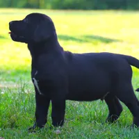 Cuervo, a male Catahoula Leopard Dog and Golden Retriever for sale in New Brunswick, NJ – Photo 6 of 10