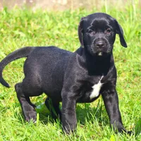 Cuervo, a male Catahoula Leopard Dog and Golden Retriever for sale in New Brunswick, NJ – Photo 7 of 10