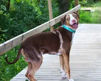 Ruger, a male Catahoula Leopard Dog for sale in New Brunswick, NJ – 6 of 10