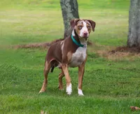 Ruger, a male Catahoula Leopard Dog for sale in New Brunswick, NJ – 8 of 10