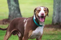 Ruger, a male Catahoula Leopard Dog for sale in New Brunswick, NJ – 2 of 10