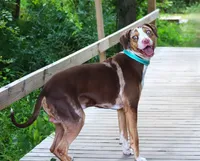 Ruger, a male Catahoula Leopard Dog for sale in New Brunswick, NJ – Photo 3 of 8
