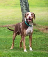 Ruger, a male Catahoula Leopard Dog for sale in New Brunswick, NJ – Photo 5 of 8