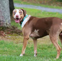 Ruger, a male Catahoula Leopard Dog for sale in New Brunswick, NJ – Photo 8 of 8