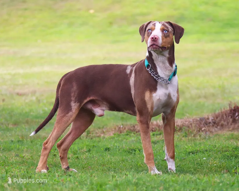 Ruger – Catahoula Leopard Dog puppy for sale in New Brunswick, NJ
