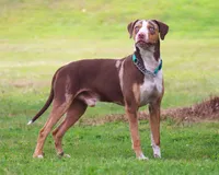 Ruger, a male Catahoula Leopard Dog for sale in New Brunswick, NJ – Photo 1 of 8