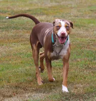Ruger, a male Catahoula Leopard Dog for sale in New Brunswick, NJ – Photo 2 of 8