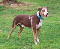 Ruger, a male Catahoula Leopard Dog for sale in New Brunswick, NJ – Photo 6 of 8