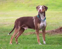 Ruger, a male Catahoula Leopard Dog for sale in New Brunswick, NJ – 1 of 10