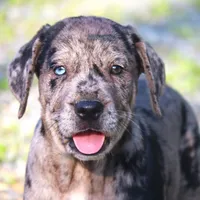 Charming, a male Catahoula Leopard Dog and Golden Retriever for sale in New Brunswick, NJ – Photo 7 of 10
