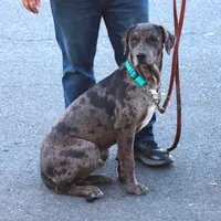 Charming, a male Catahoula Leopard Dog and Golden Retriever for sale in New Brunswick, NJ – Photo 2 of 10