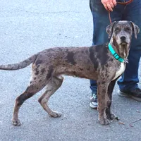 Charming, a male Catahoula Leopard Dog and Golden Retriever for sale in New Brunswick, NJ – Photo 1 of 10