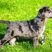 Charming, a male Catahoula Leopard Dog and Golden Retriever for sale in New Brunswick, NJ – Photo 8 of 10