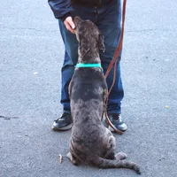 Charming, a male Catahoula Leopard Dog and Golden Retriever for sale in New Brunswick, NJ – Photo 3 of 10