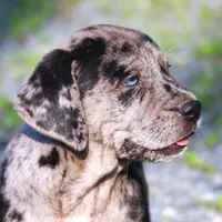 Charming, a male Catahoula Leopard Dog and Golden Retriever for sale in New Brunswick, NJ – Photo 4 of 10