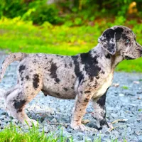Charming, a male Catahoula Leopard Dog and Golden Retriever for sale in New Brunswick, NJ – Photo 5 of 10