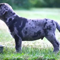 Charming, a male Catahoula Leopard Dog and Golden Retriever for sale in New Brunswick, NJ – Photo 9 of 10