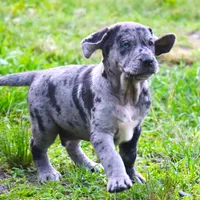 Charming, a male Catahoula Leopard Dog and Golden Retriever for sale in New Brunswick, NJ – Photo 10 of 10