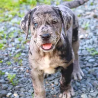 Charming, a male Catahoula Leopard Dog and Golden Retriever for sale in New Brunswick, NJ – Photo 6 of 10