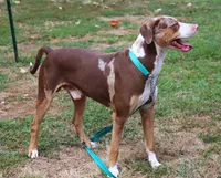 Ruger, a male Catahoula Leopard Dog for sale in New Brunswick, NJ – 4 of 10